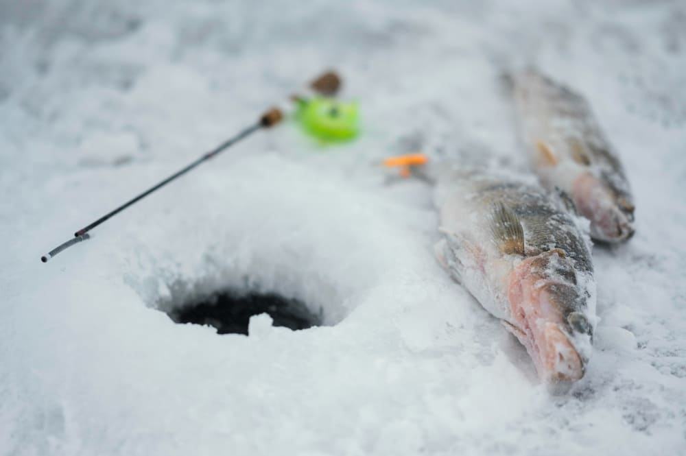  CatchPulsebend : Winter Fishing Excellence